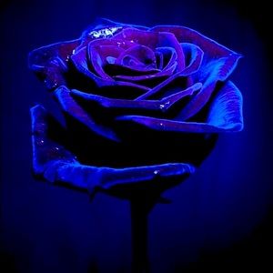 Meet your Posher, Savannah